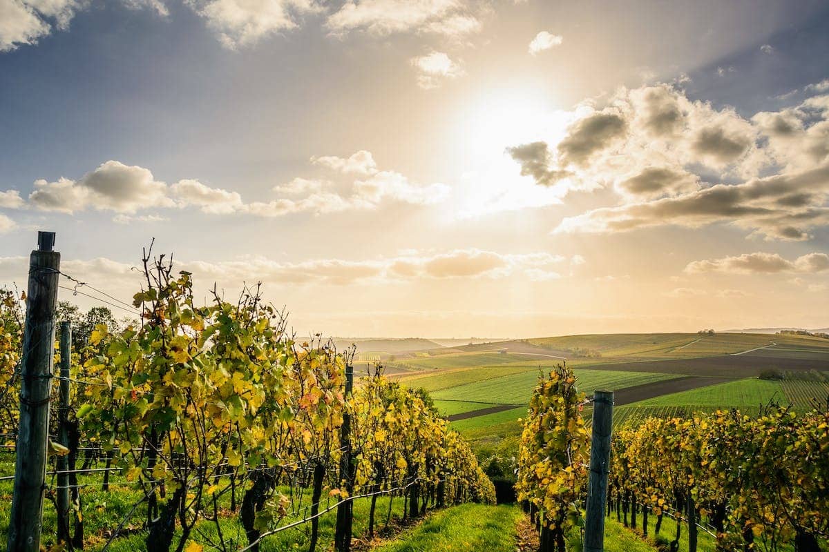 vignoble français