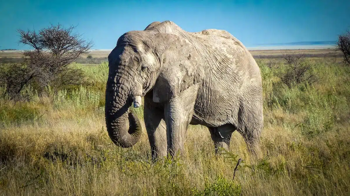 safari afrique